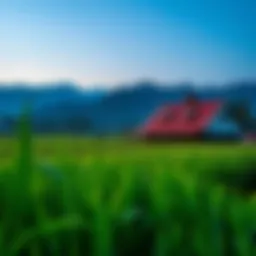 Scenic view of Hatta's lush farmland